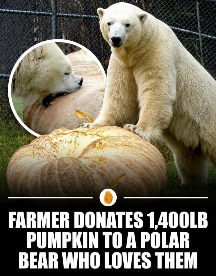 FARMER DONATES 1,400LB PUMPKIN TO A POLAR BEAR WHO LOVES THEM
