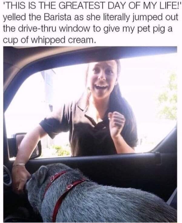 THIS IS THE GREATEST DAY OF MY LIFE yelled the Barista as she literally jumped out the drive thru window to give my pet pig a cup of whipped cream