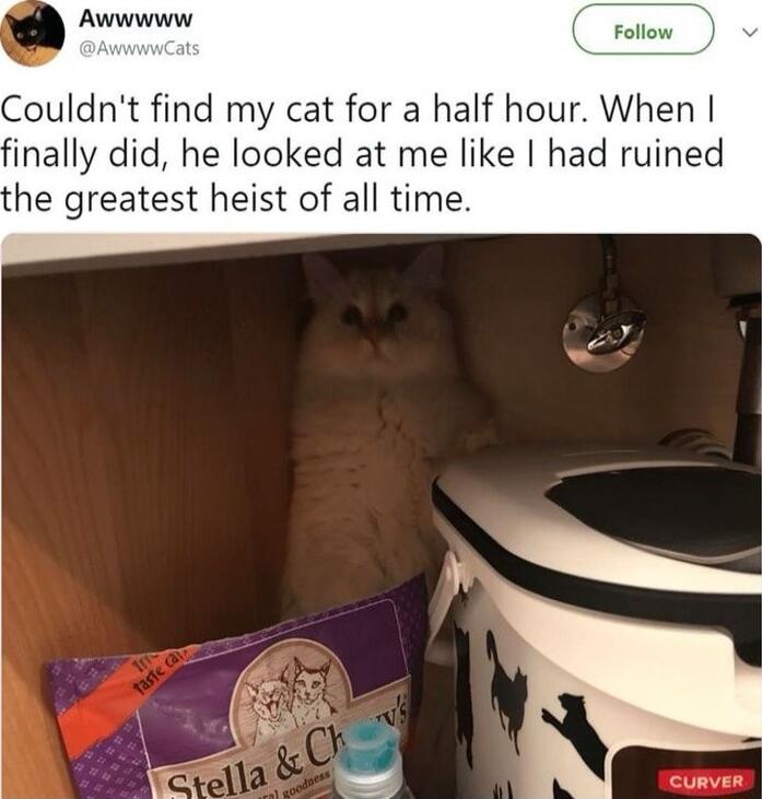 Couldnt find my cat for a half hour When finally did he looked at me like had ruined he greatest heist of all time
