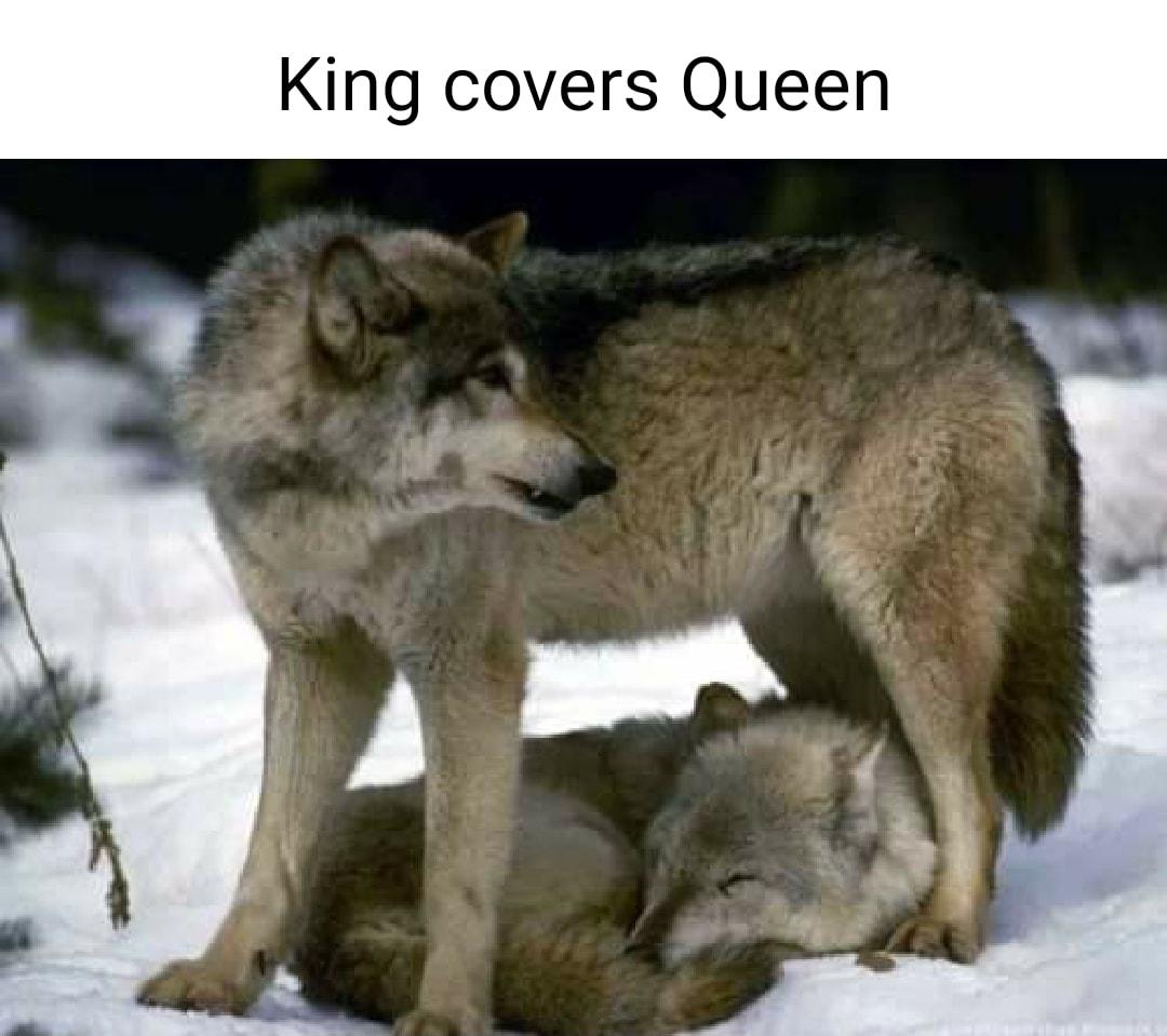 King covers Queen