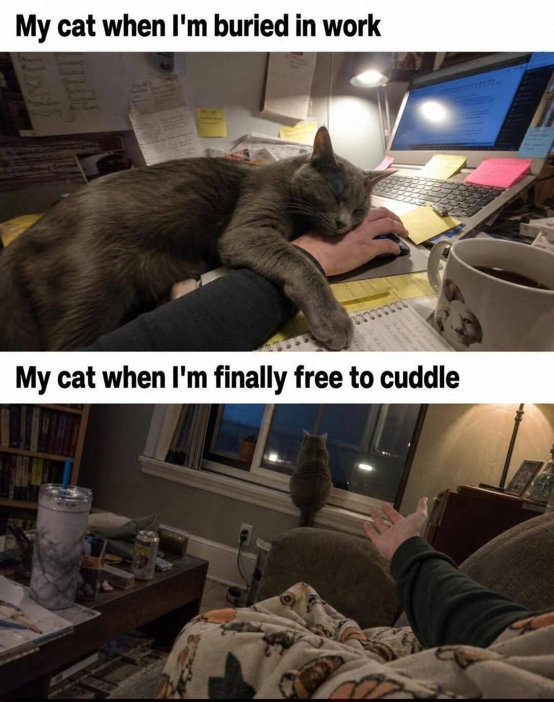 My cat when I'm buried in work. My cat when I'm finally free to cuddle.