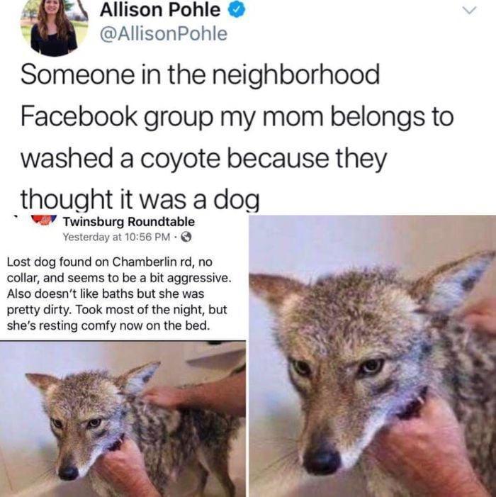 r Allison Pohle L AllisonPohle Someone in the neighborhood Facebook group my mom belongs to washed a coyote because they thought it was a dog WY Twinsburg Roundtable Yesterday st 1056PM Lost dog found on Chamberiin rd no collar and seems to be a bit aggressive Also doesntfike baths but she was pretty dirty Took most of the night but shes resting comy now on the bed