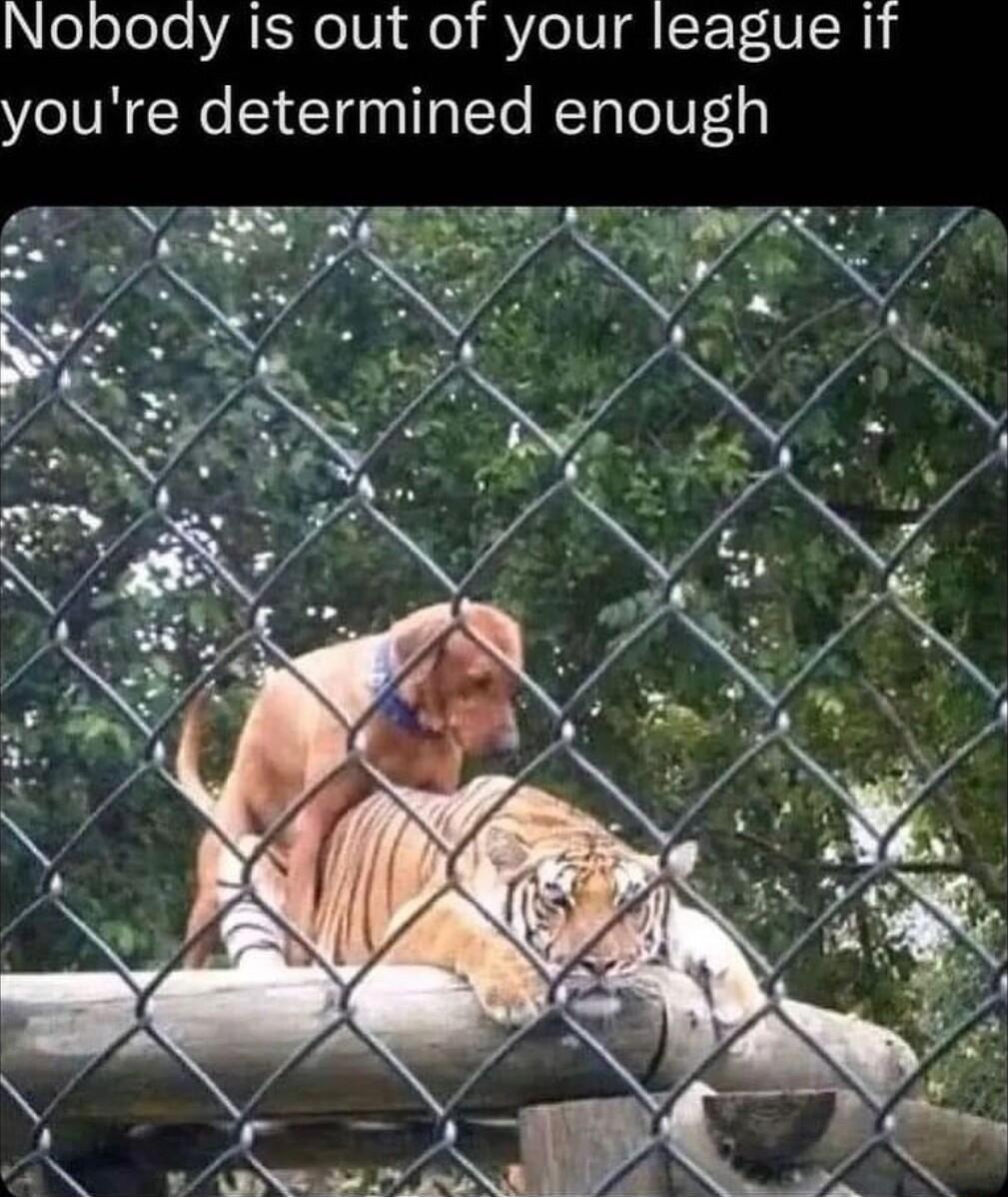 eeloloYA NIV fo eIVI g STFoIV IR youre determined enough