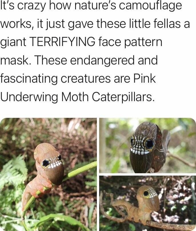 Its crazy how natures camouflage works it just gave these little fellas a giant TERRIFYING face pattern mask These endangered and fascinating creatures are Pink Underwing Moth Caterpillars