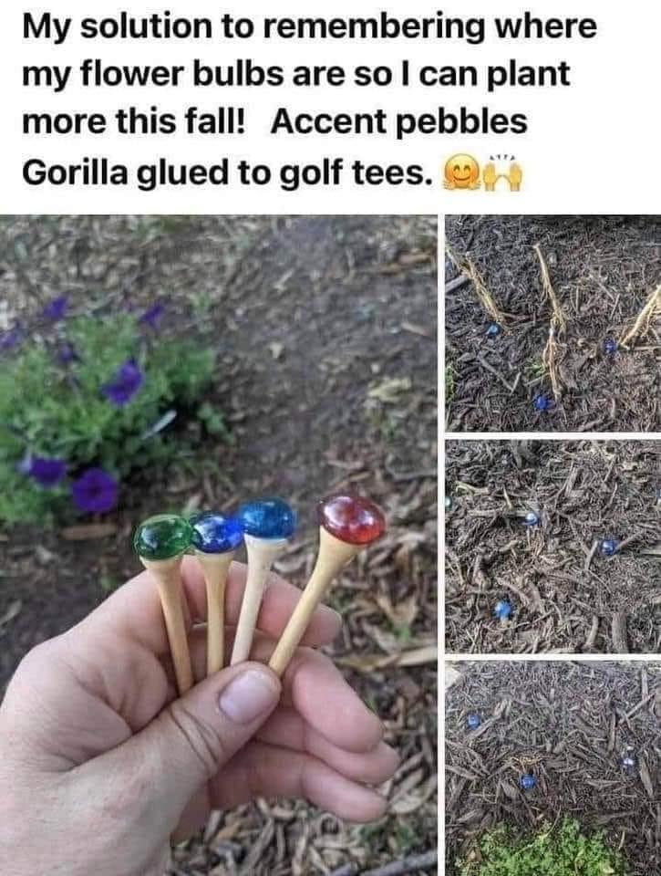 My solution to remembering where my flower bulbs are so can plant more this fall Accent pebbles Gorilla glued to golf tees