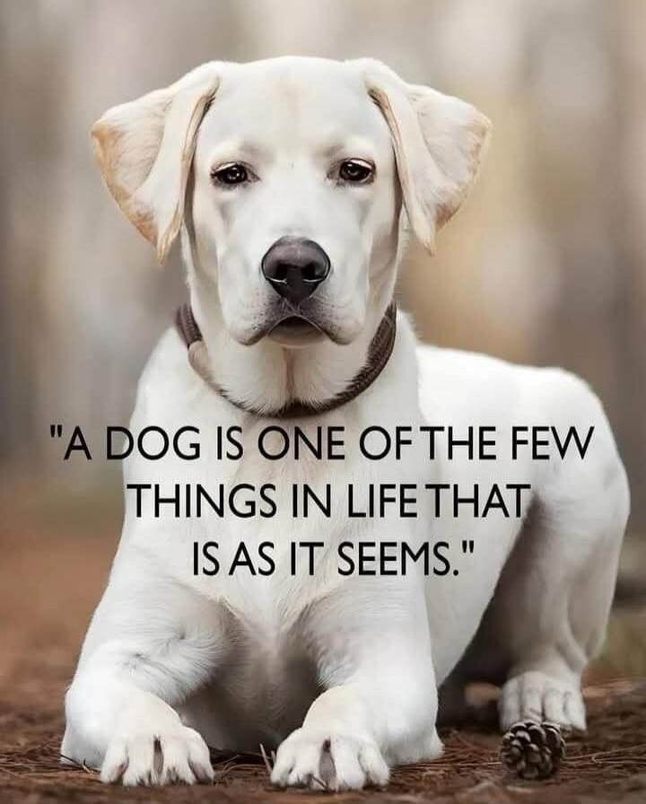 A DOG IS ONE OF THE FEW THINGS IN LIFE THAT IS AS IT SEEMS.