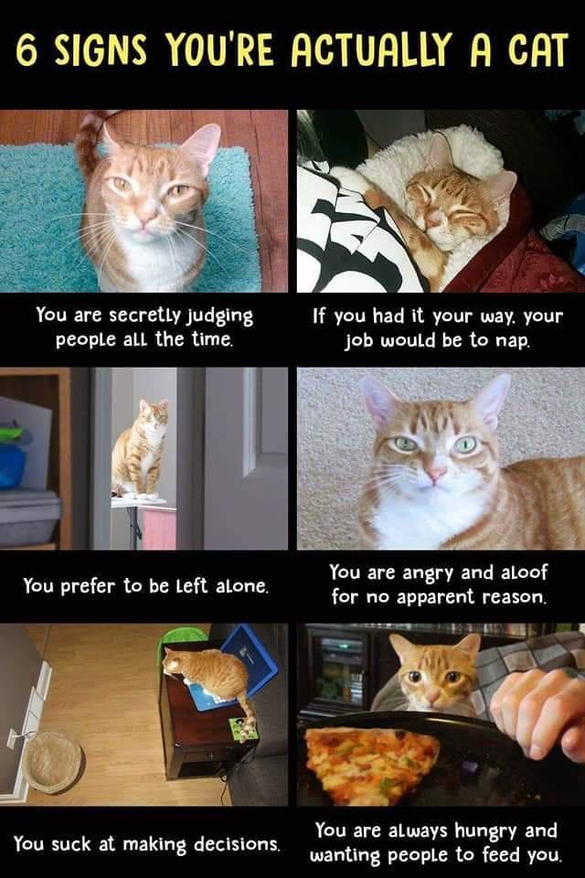 6 SIGNS YOURE ACTUALLY A CAT You are secretly judging If you had it your way your people all the time Jjob would be to nap A CTELCELFELE for no apparent reason You are always hungry and wanting people to feed you You suck at making decisions