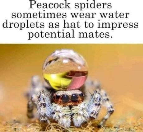 Peacock spiders sometimes wear water droplets as hat to impress potential mates r