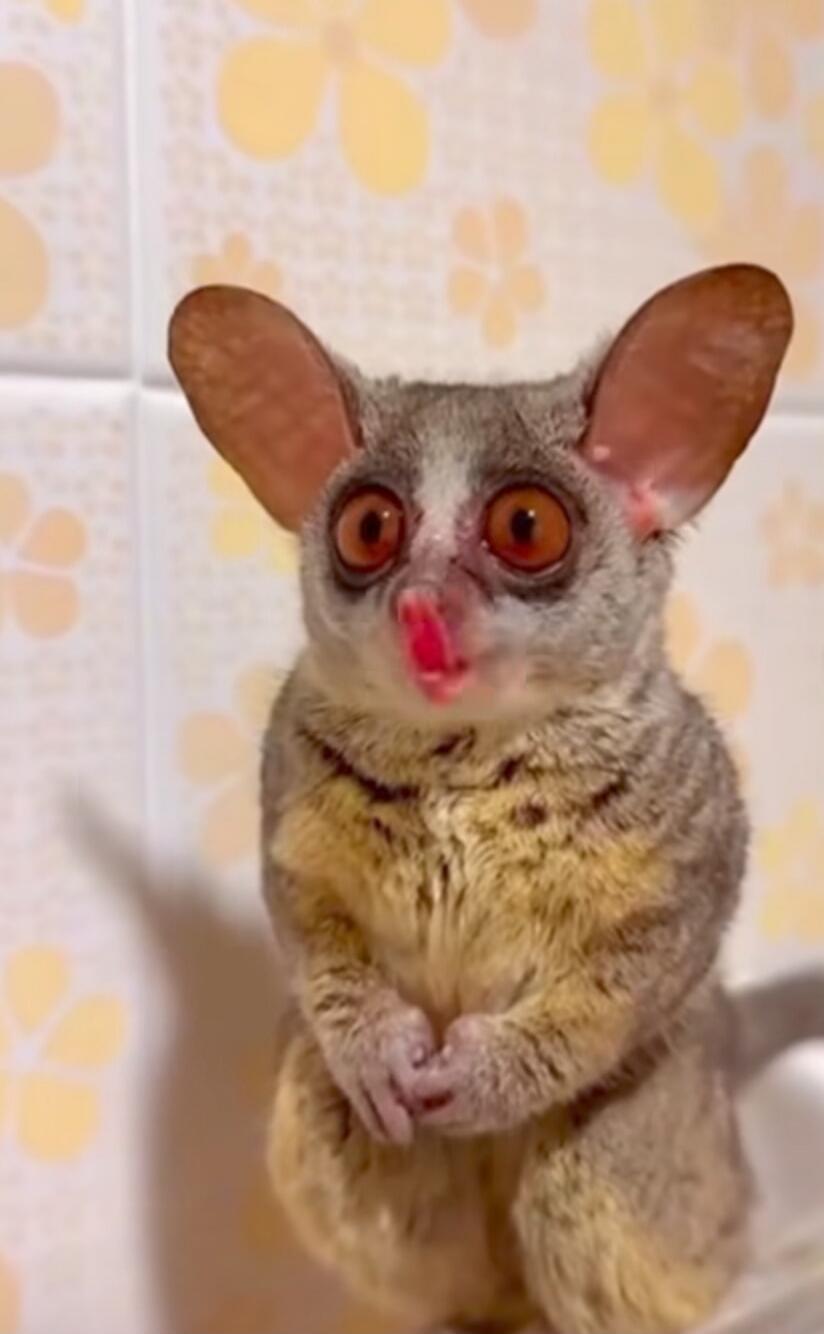 A small gray animal with very large ears and bright orange eyes, sitting upright with its tiny paws folded in front.