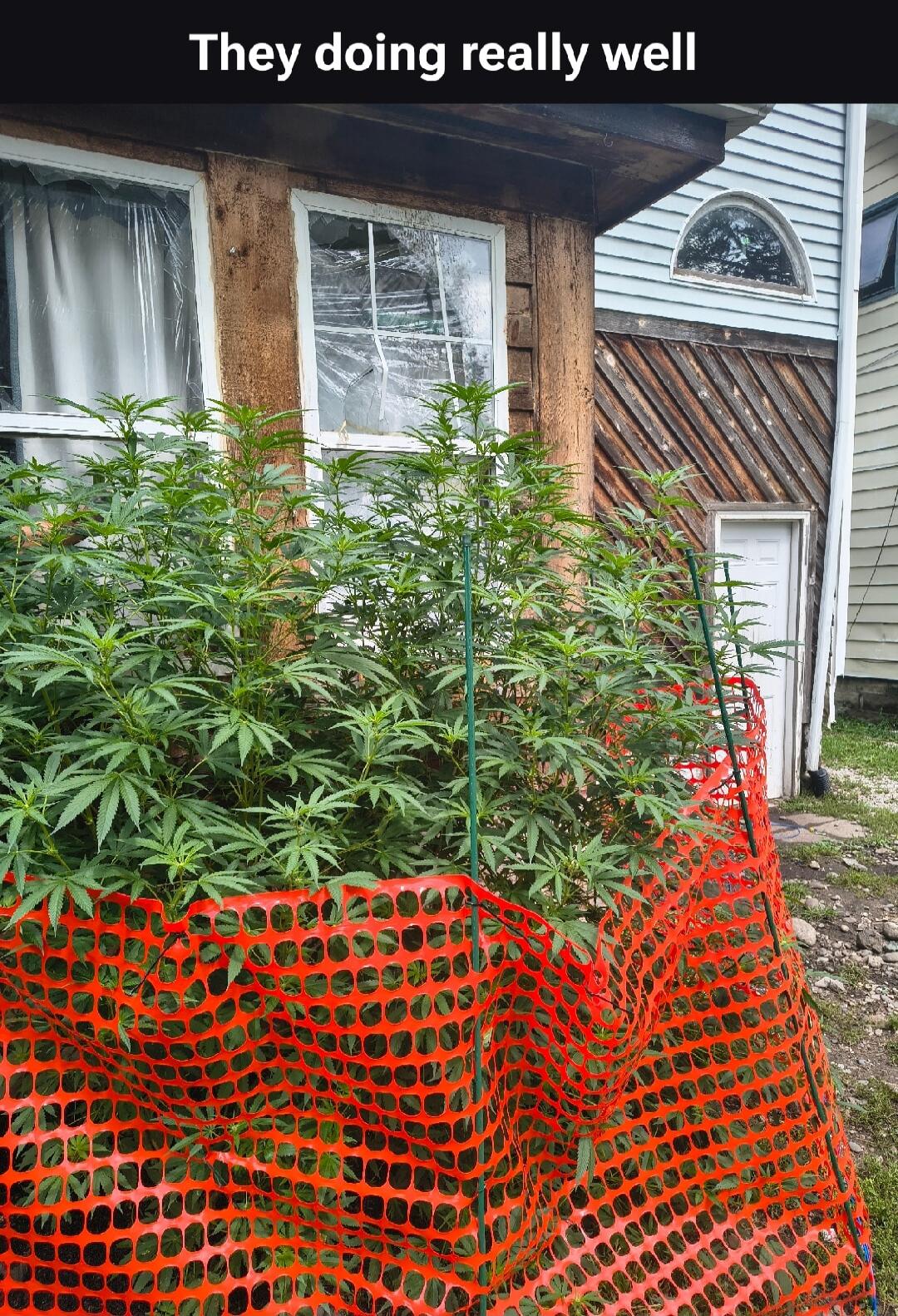 They doing really well