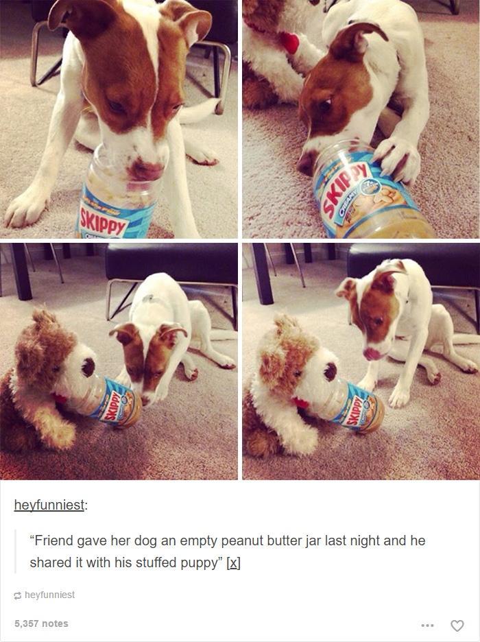 heyfunniest Friend gave her dog an empty peanut butter jar last night and he shared it with his stuffed puppy x
