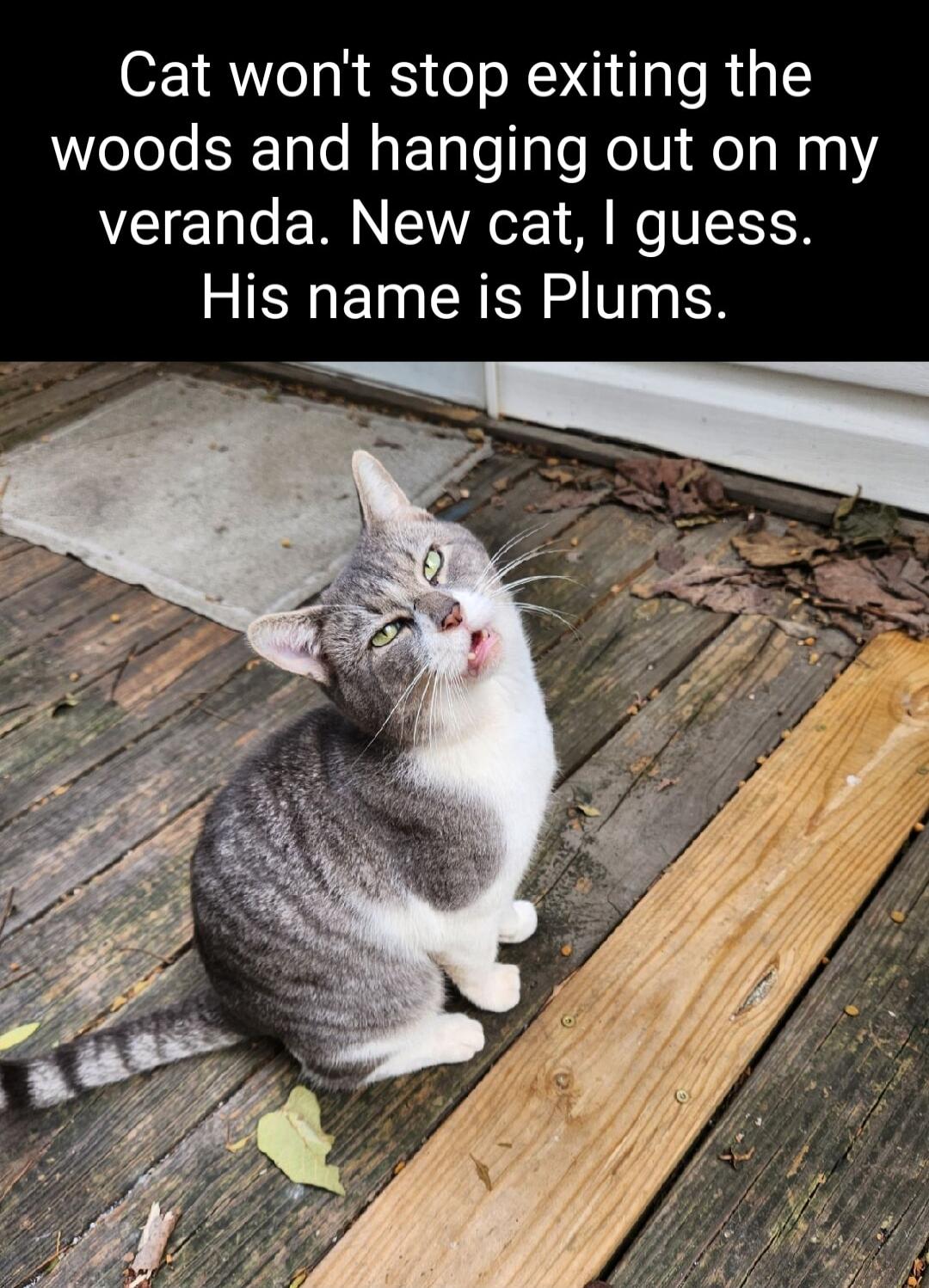 Cat wont stop exiting the woods and hanging out on my veranda New cat guess RIERETNCREN I X