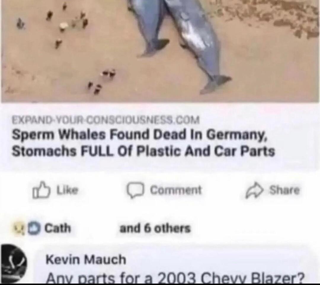 EXPAND YOUR CONSCIOUSNESS COM Sperm Whales Found Dead In Germany Stomachs FULL Of Plastic And Car Parts 1Y Uke comment 0 Share 4 O Cath and 6 others Kevin Mauch Anv parts for a 2003 Chevy Blazer