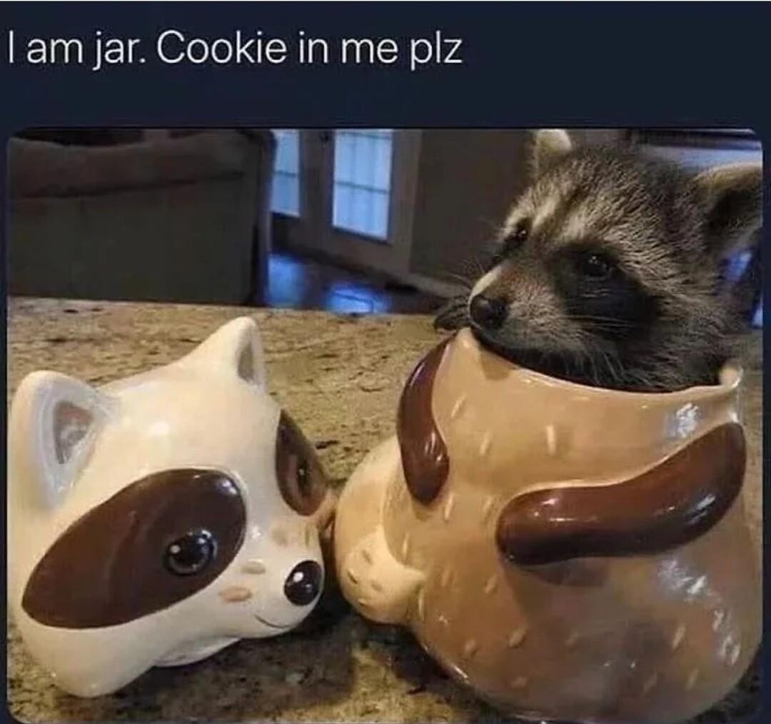 3 Vw raccoons_lovers Follo am jar Cookie in me plz Vad 4 s a s