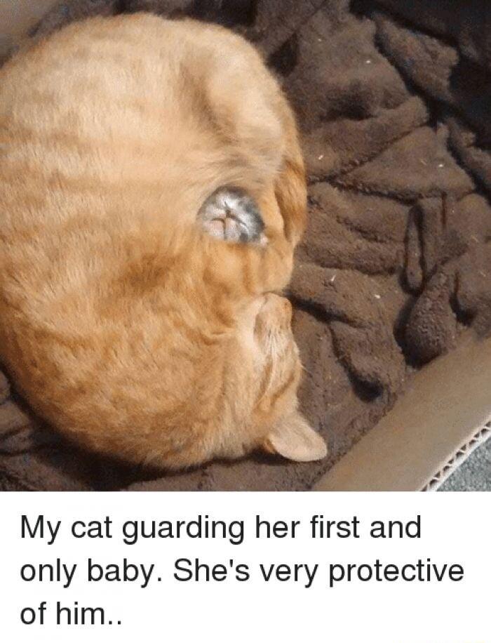 My cat guarding her first and only baby Shes very protective of him