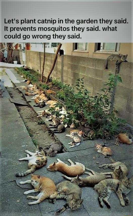 Lets plant catnip in the garden they said It prevents mosquitos they said what could go wrong they said