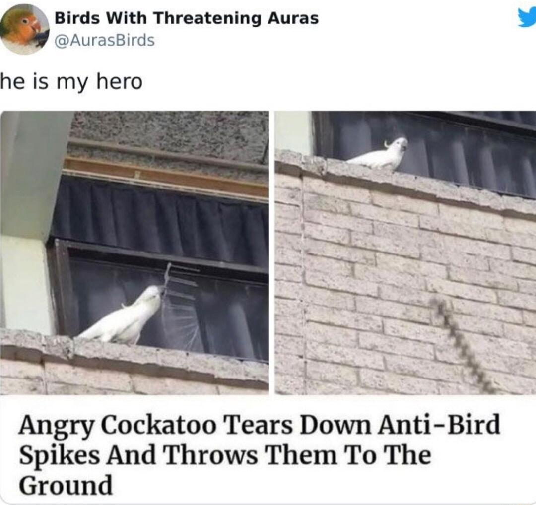 bsws With Threatening Auras Y AurasBirds he is my hero Angry Cockatoo Tears Down Anti Bird Spikes And Throws Them To The Ground