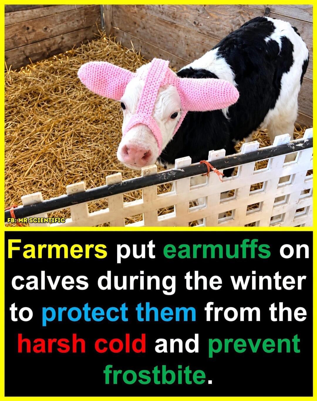 FB: MR SCIENTIFIC Farmers put earmuffs on calves during the winter to protect them from the harsh cold and prevent frostbite.