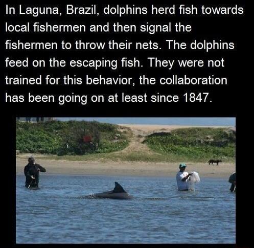 In Laguna Brazil dolphins herd fish towards local fishermen and then signal the fishermen to throw their nets The dolphins feed on the escaping fish They were not LELELRCTRGIEREL BV G YR I ELLIENT has been going on at least since 1847