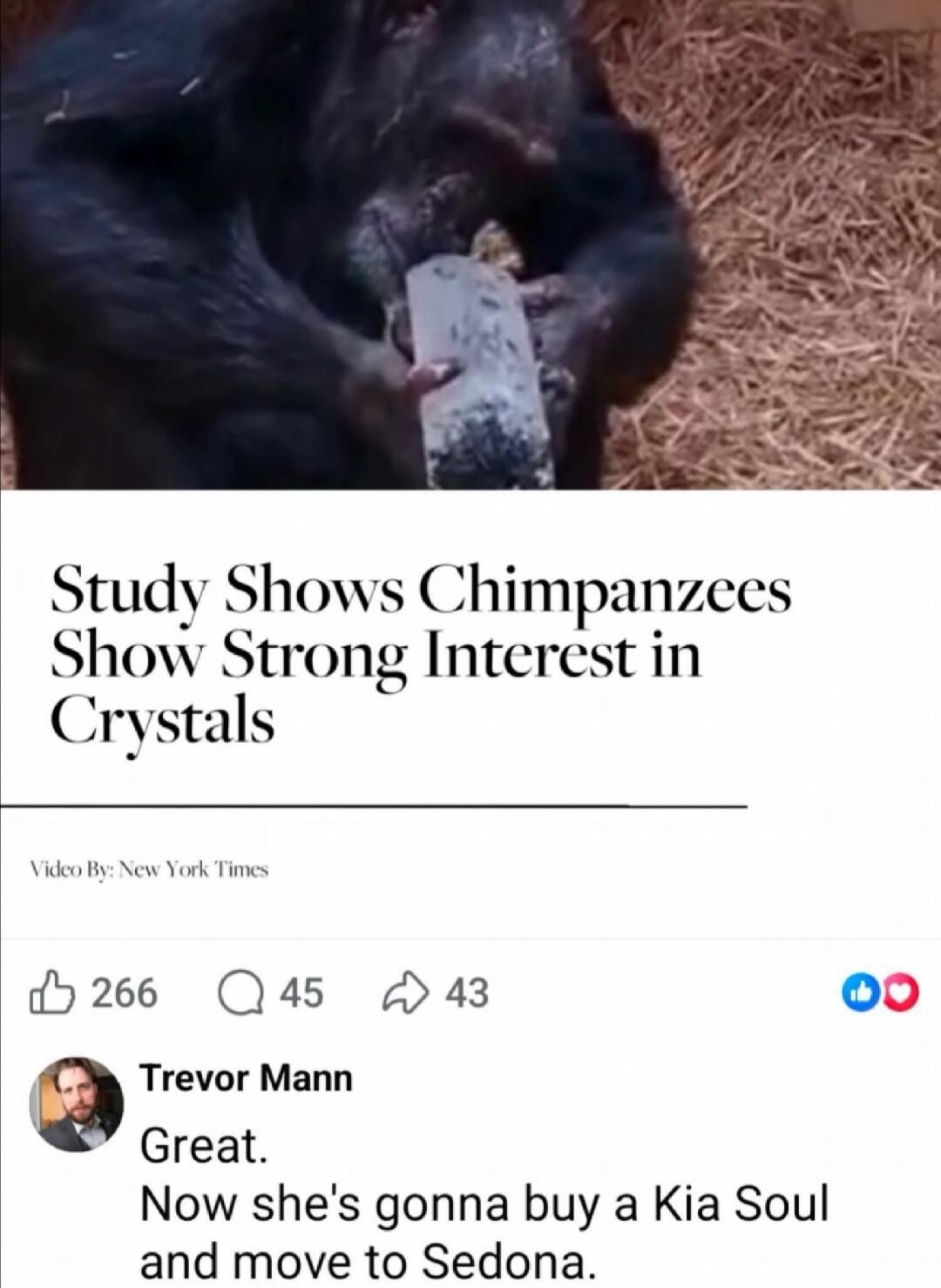 Study Shows Chimpanzees Show Strong Interest in Crystals. Video By: New York Times. Trevor Mann comments: Great. Now she's gonna buy a Kia Soul and move to Sedona.