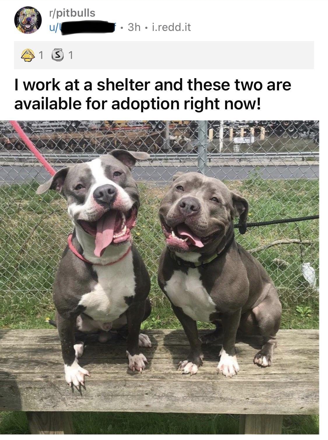 rpitbulls u R 3h ireddit B1 1 work at a shelter and these two are available for adoption right now o S 3