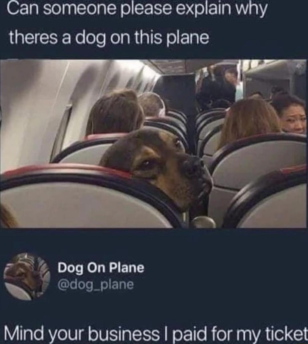 Can someone please explain why LQEICEETelele FolaRIY LY Dog On Plane dog_plane Mind your business paid for my ticket
