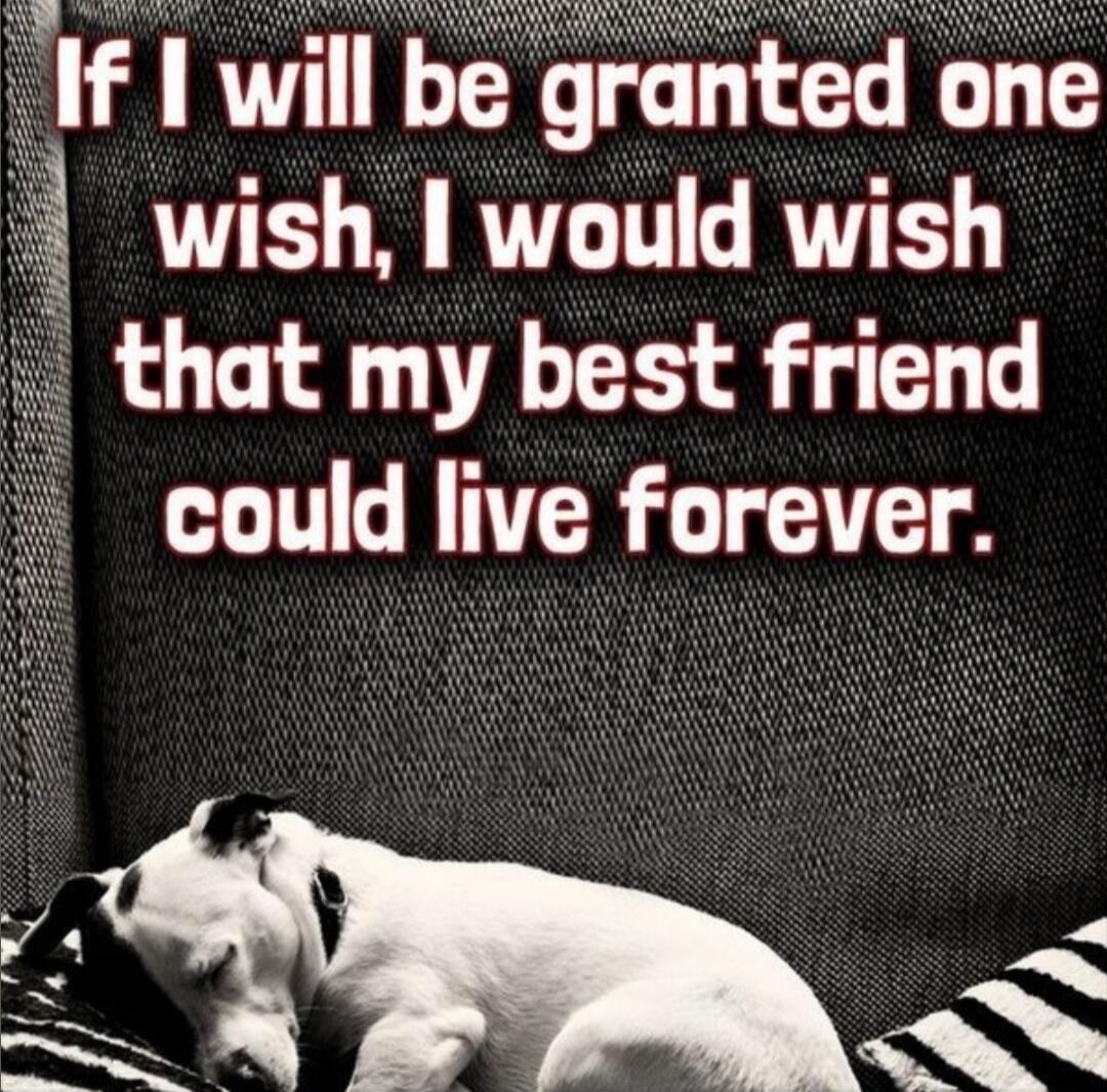 If I will be granted one wish, I would wish that my best friend could live forever.