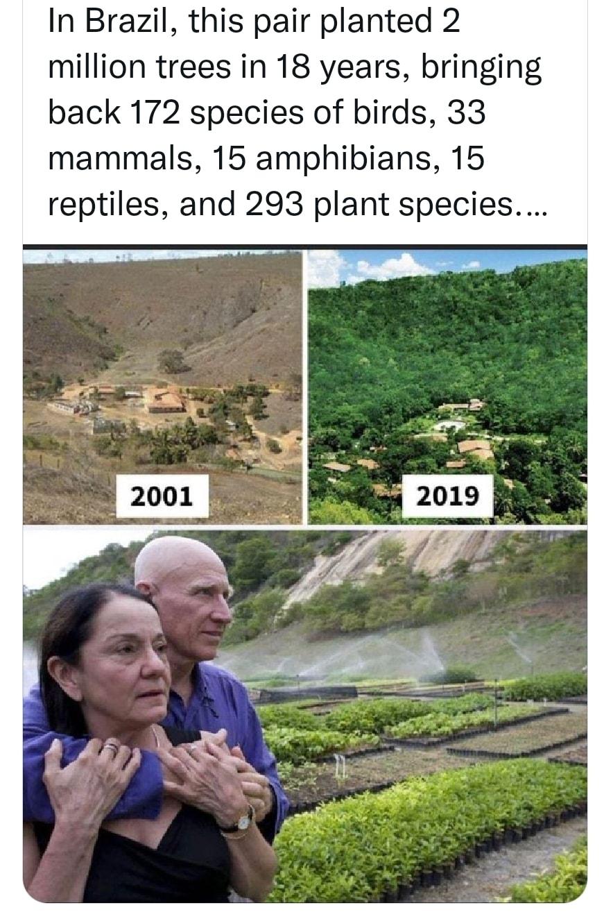 In Brazil this pair planted 2 million trees in 18 years bringing back 172 species of birds 33 mammals 15 amphibians 15 reptiles and 293 plant species