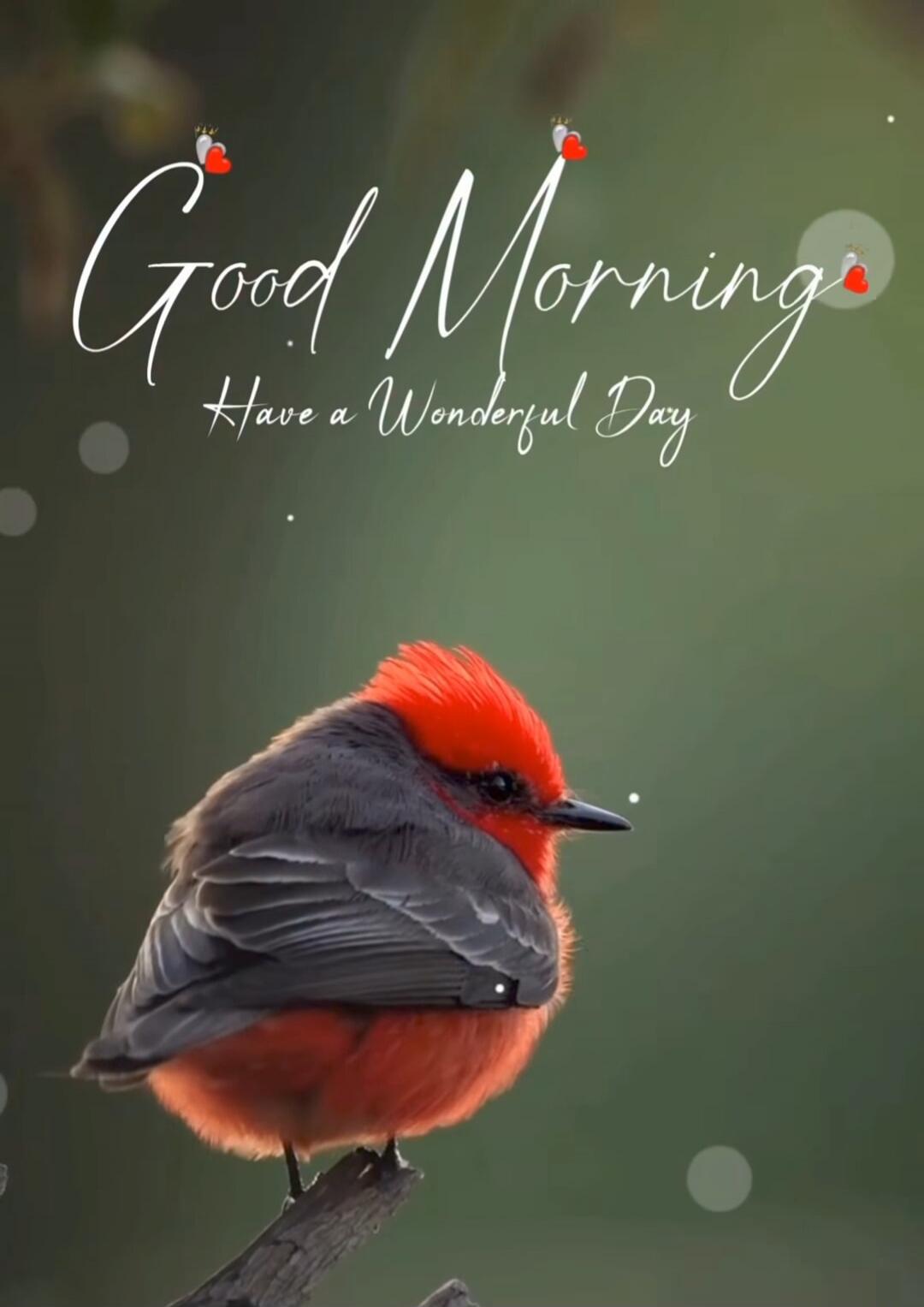 Good Morning Have a Wonderful Day