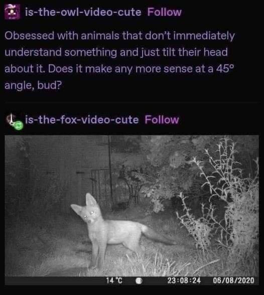 is the owl video cute Follow Obsessed with animals that dont immediately understand something and just tilt their head about it Does it make any more sense at a 45 angle bud is the fox video cute Follow T 5