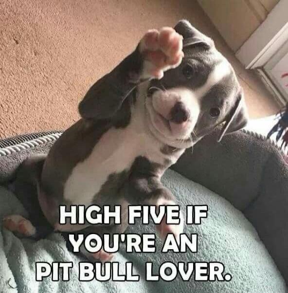 HIGH FIVE IF YOU'RE AN PIT BULL LOVER.