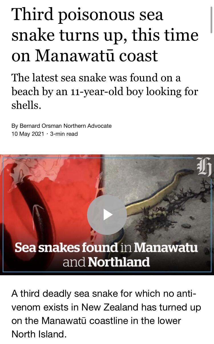 Third poisonous sea snake turns up this time on Manawatu coast The latest sea snake was found on a beach by an 11 year old boy looking for shells By Bernard Orsman Northern Advocate 10 May 2021 3 min read Sea snakes found in Manawatu Eiglel o gislF1alel A third deadly sea snake for which no anti venom exists in New Zealand has turned up on the Manawatti coastline in the lower North Island