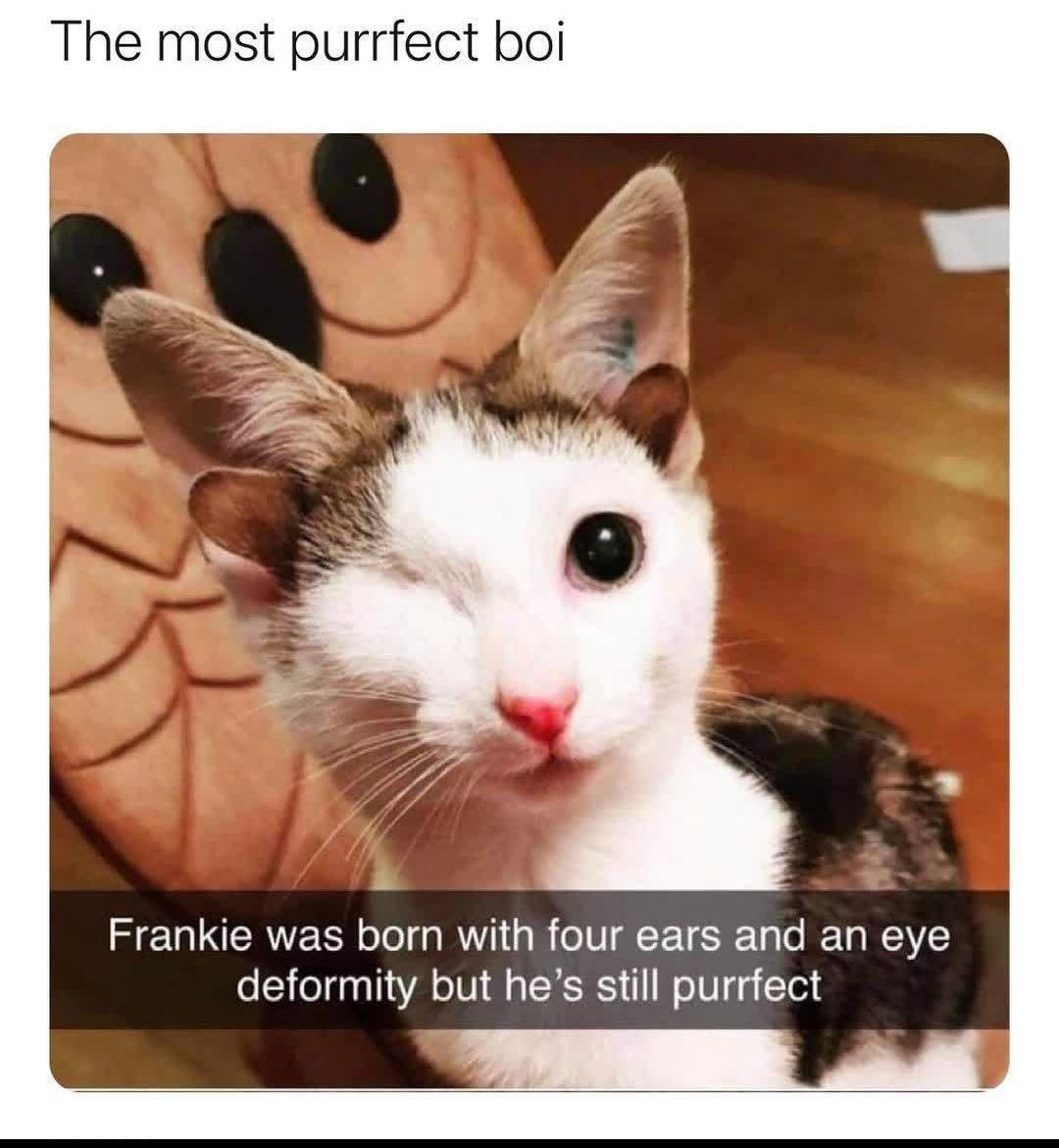 The most purrfect boi Frankie was born with four ears and an eye deformity but hes still purrfect