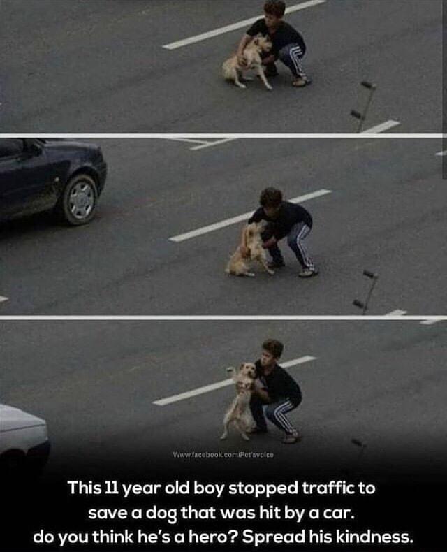 Whnwetacebook comiPeravoics This 11 year old boy stopped traffic to save adog that was hit by a car do you think hes a hero Spread his kindness