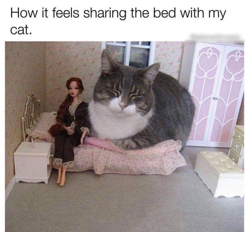 How it feels sharing the bed with my cat