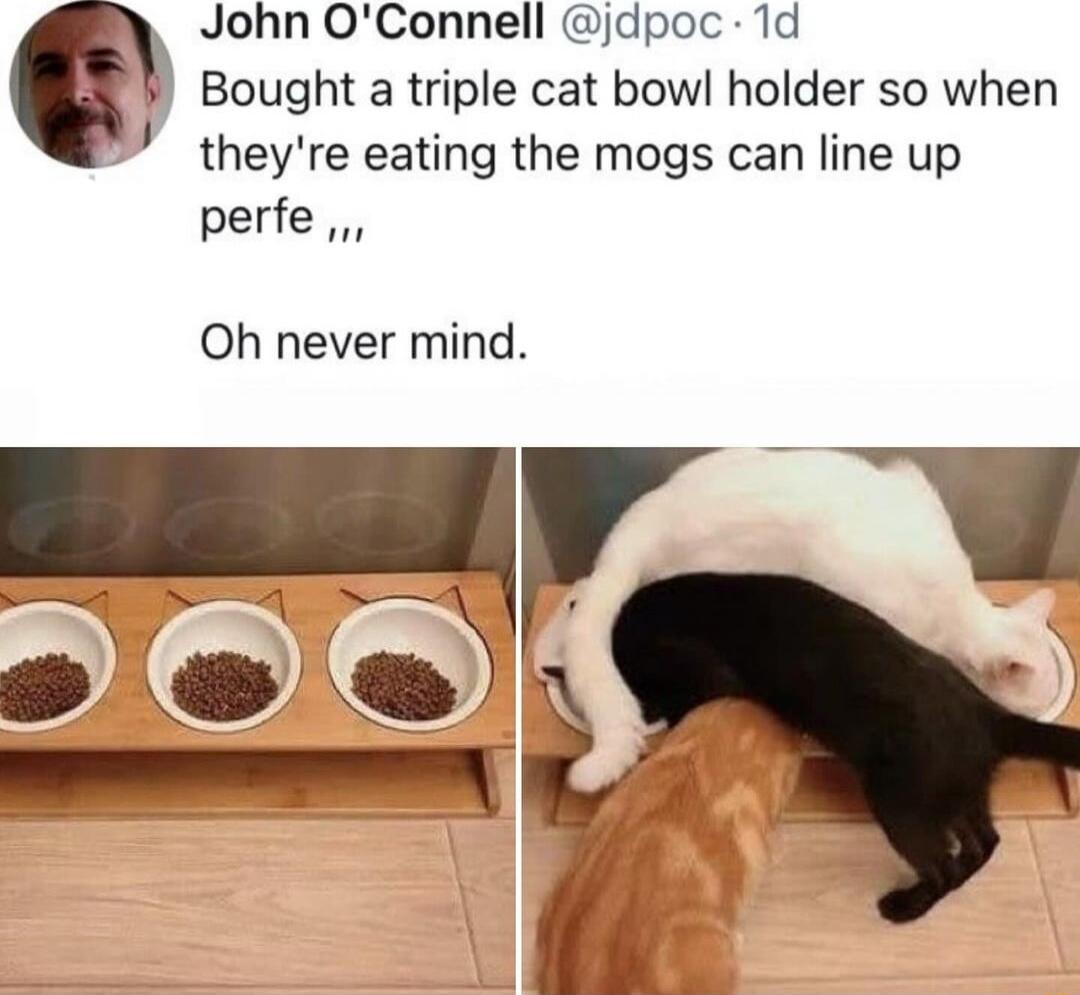 John OConnell jdpoc 1d c Bought a triple cat bowl holder so when theyre eating the mogs can line up perfe Oh never mind