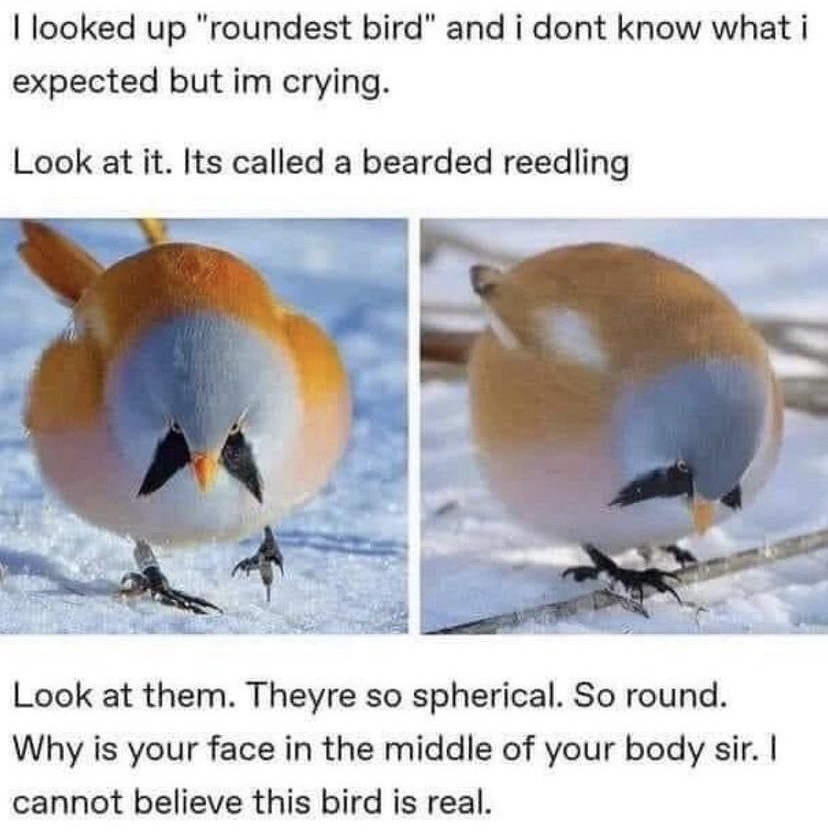 Q pogaytosalad Follow looked up roundest bird and i dont know what i expected but im crying Look at it Its called a bearded reedling Look at them Theyre so spherical So round Why is your face in the middle of your body sir cannot believe this bird is real