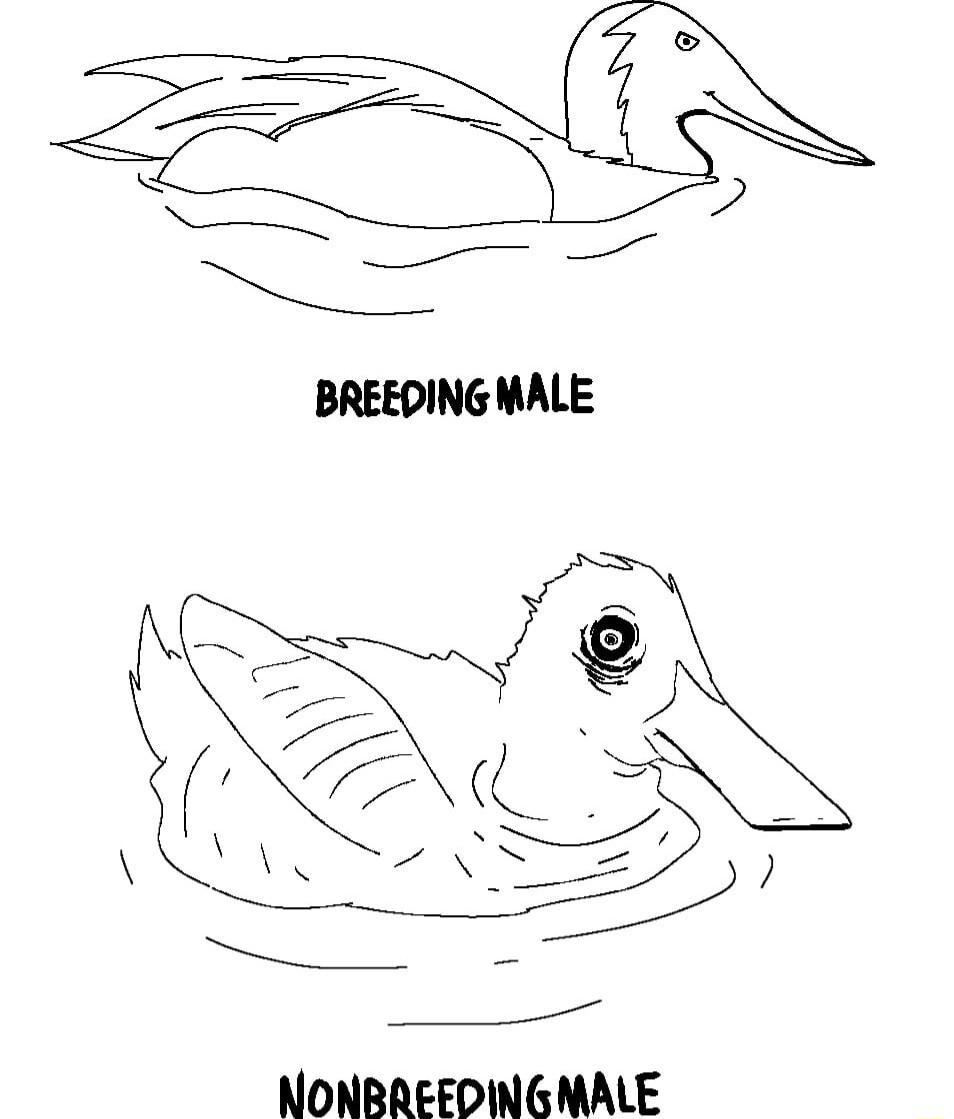 i BREEDING MALE NONBREEDINGMALE