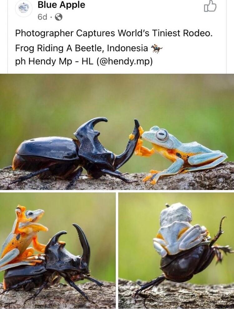 Blue Apple 6d Q Photographer Captures Worlds Tiniest Rodeo Frog Riding A Beetle Indonesia ph Hendy Mp HL hendymp