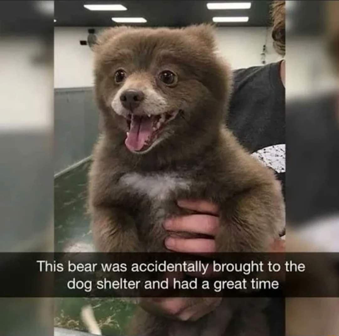 This bear was accidentally brought to the dog shelter and had a great time 5 kL