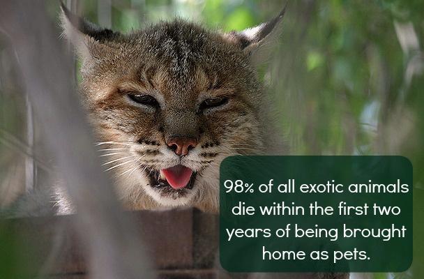 bl 1180 98 of all exotic animals die within the first two years of being brought home as pets ry F T