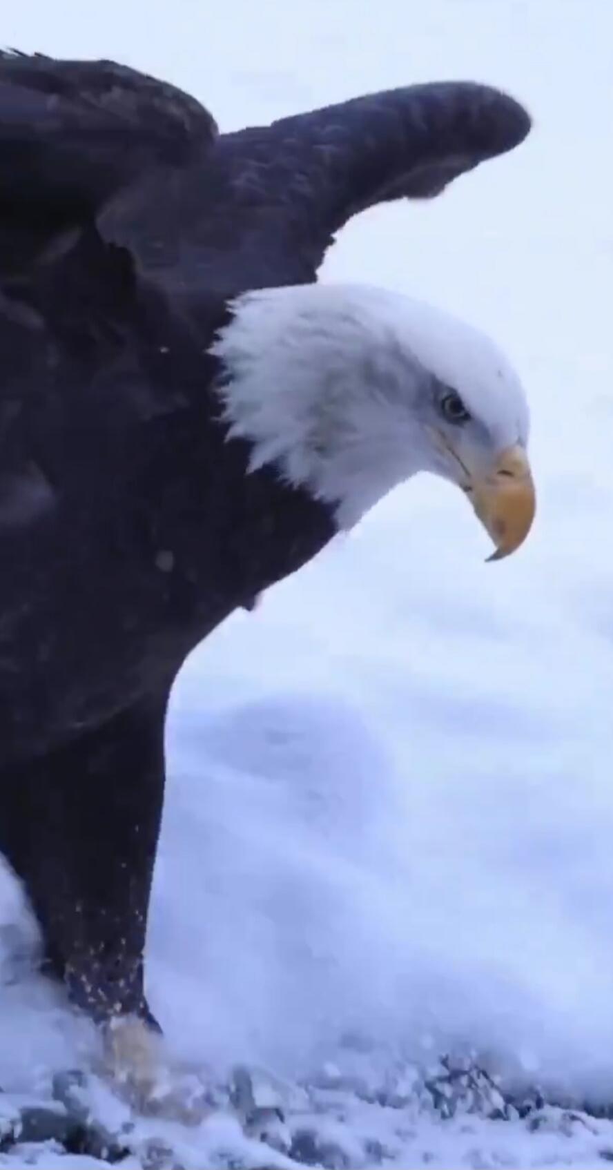 A bald eagle with white head and dark body in snow, wings partly spread.