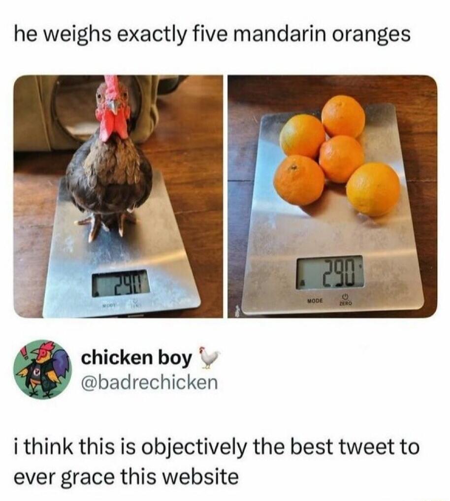 He weighs exactly five mandarin oranges. The scale shows 290. Chicken boy @badrechicken. I think this is objectively the best tweet to ever grace this website.