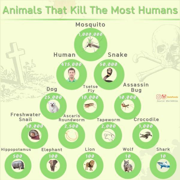 e Most Humans Freshwater W coris Snail Roundworm Tapeworm Crocodile 9000 2500 Hippopotamus Elephant Lion Wolf Shark 500 00 10 tod