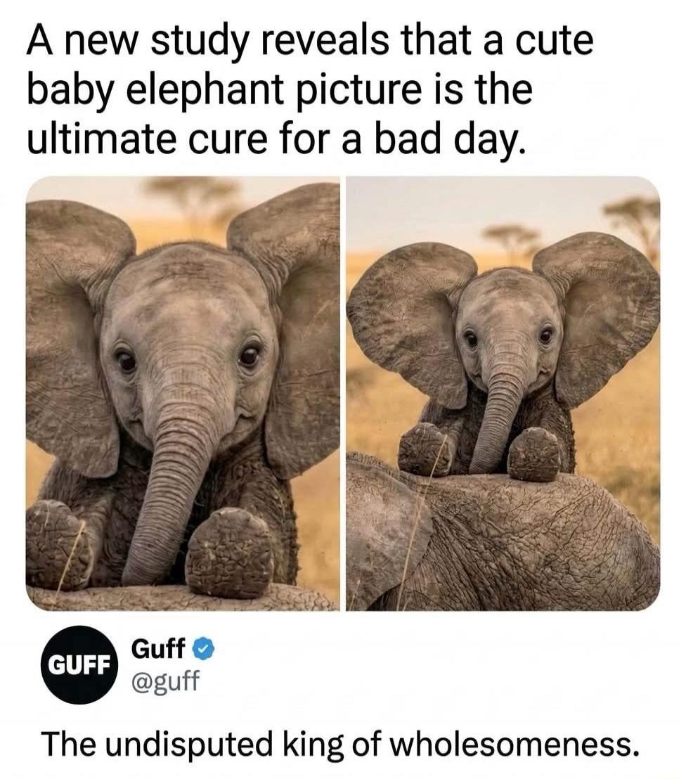 A new study reveals that a cute baby elephant picture is the ultimate cure for a bad day. Guff @guff The undisputed king of wholesomeness.