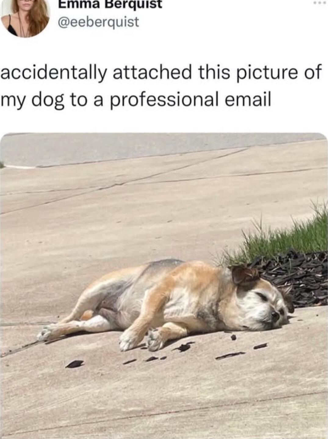 Emma oerquist eeberquist accidentally attached this picture of my dog to a professional email
