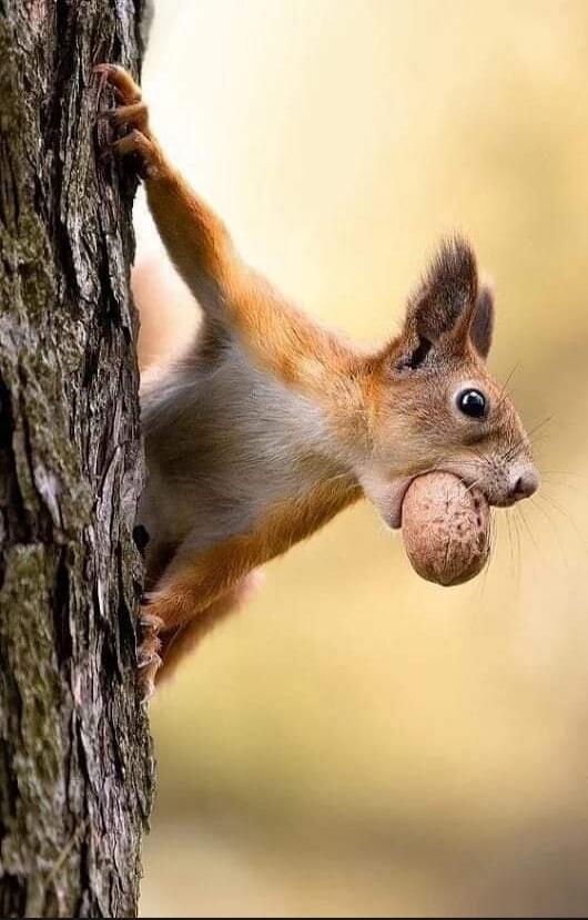 A squirrel clings to a tree and holds a large acorn-like nut in its mouth.