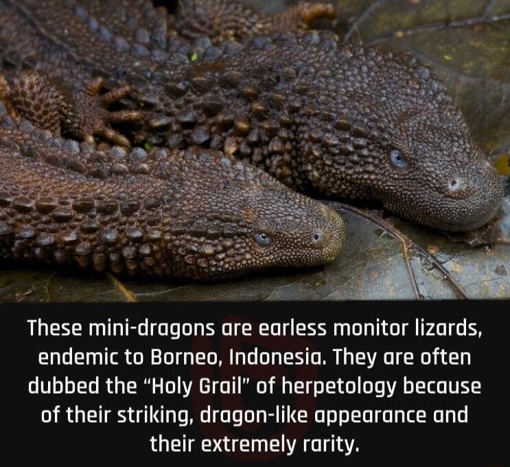 A R T TR T T e T S L S D G T P4 endemic to Borneo Indonesia They are often dubbed the Holy Grail of herpetology because of their striking dragon like appearance and their extremely rarity