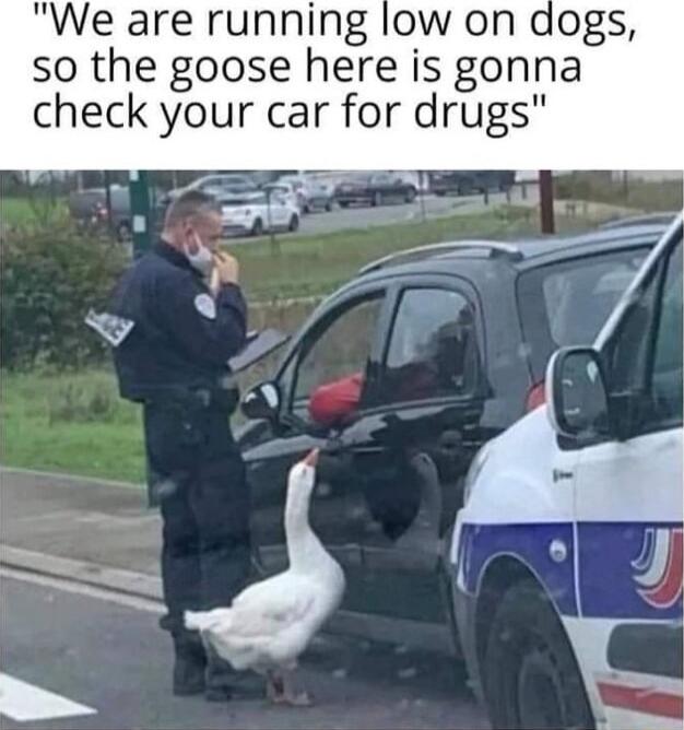 We are running low on dogs so the goose here is gonna check your car for drugs