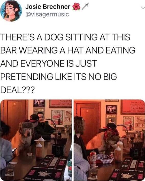 9 Josie Brechner b visagermusic THERES ADOG SITTING AT THIS BAR WEARING A HAT AND EATING AND EVERYONE IS JUST PRETENDING LIKE ITSNO BIG DEAL